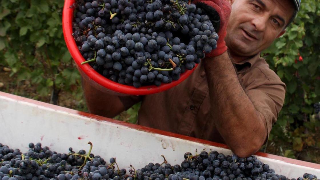 Il vino analcolico anche sulle nostre tavole