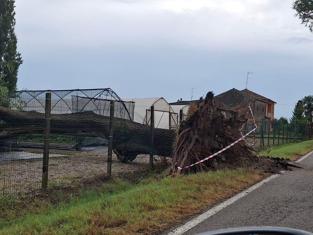 Vento forte e maltempo oggi in Emilia Romagna: alberi caduti a Ferrara, voli dirottati a Bologna