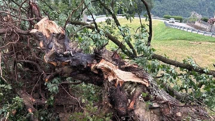 Numerosi i danni nel Modenese, con alcuni alberi che sono caduti e hanno occupato la carreggiata