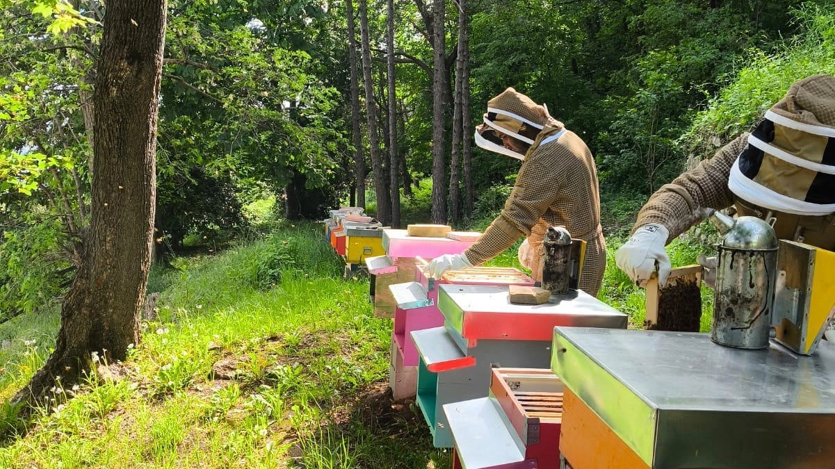 Casa Aquilone, nuova attività di apicoltura