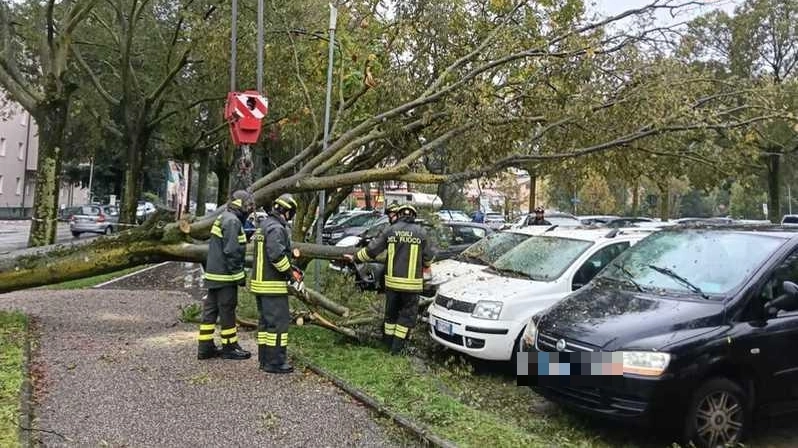 I vigili del fuoco al lavoro per rimuovere la pianta caduta nel parcheggio di via Cecati: danneggiate tre vetture in sosta