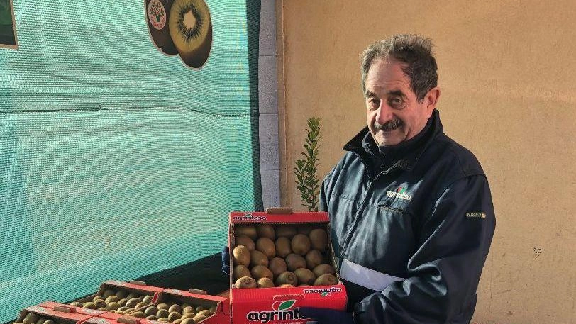 L’esperto della coop Agrintesa:: "Kiwi, pezzatura più grossa"