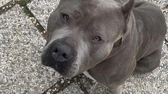 Dopo un anno e mezzo la femmina di American Bully ospite del canile Stefano Cerni ha trovato una famiglia pronta ad adottarla