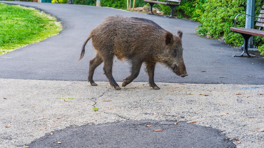 Cicloturista travolto da un cinghiale in fuga da una braccata