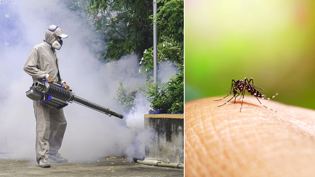 Un caso di Dengue a Modena, scatta la disinfestazione in diverse vie della città