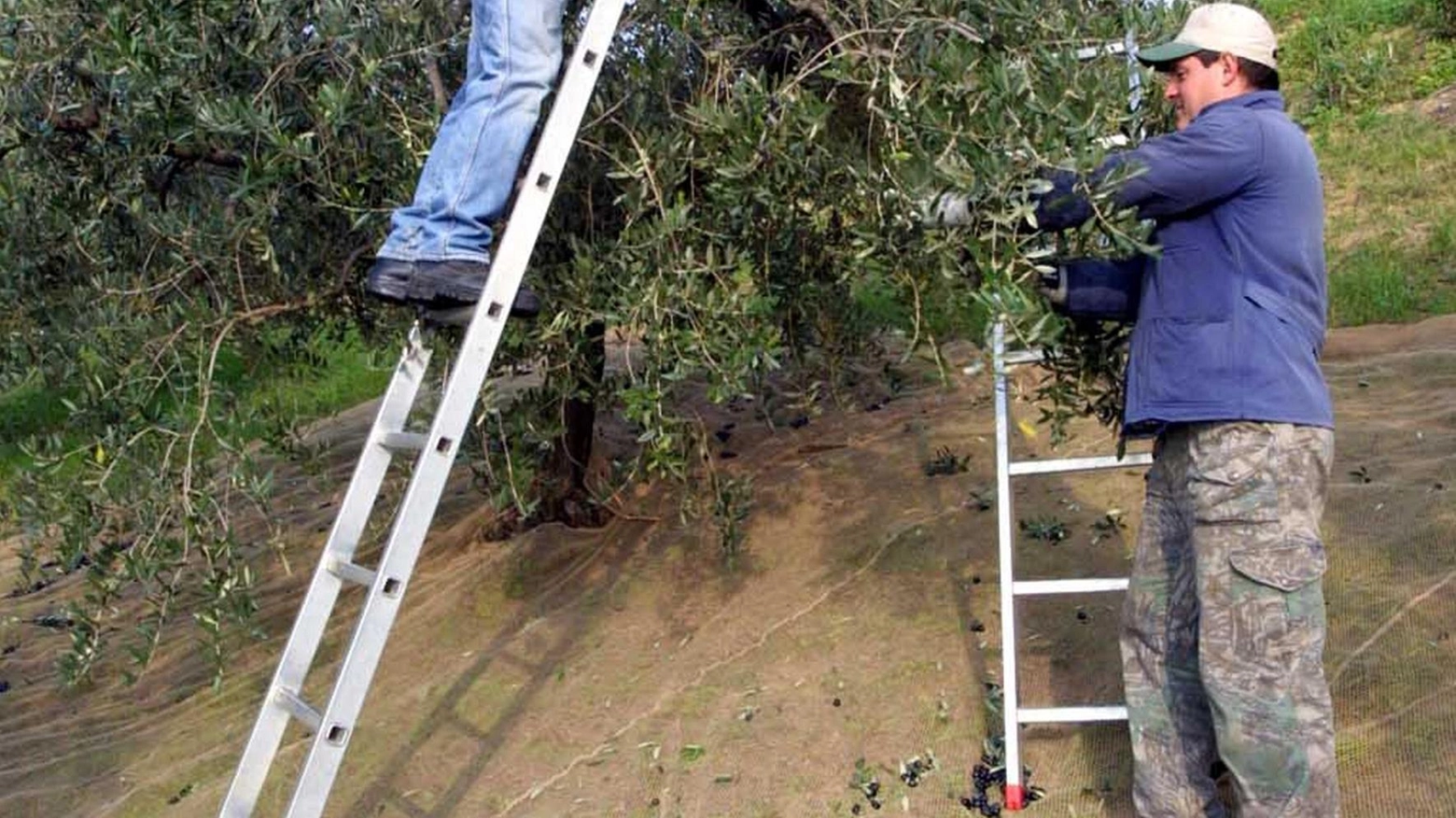 Per l’olio sarà un’ottima annata: "Tante olive, ma resa più bassa"