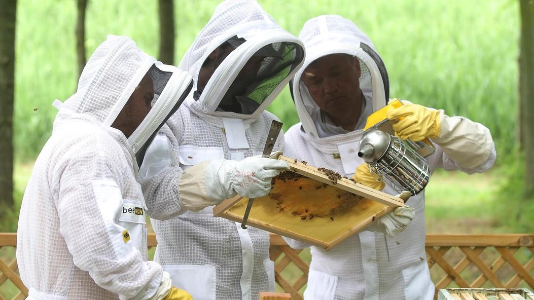Sentinelle dell’ambiente. Cinque arnie di api per la qualità dell’aria