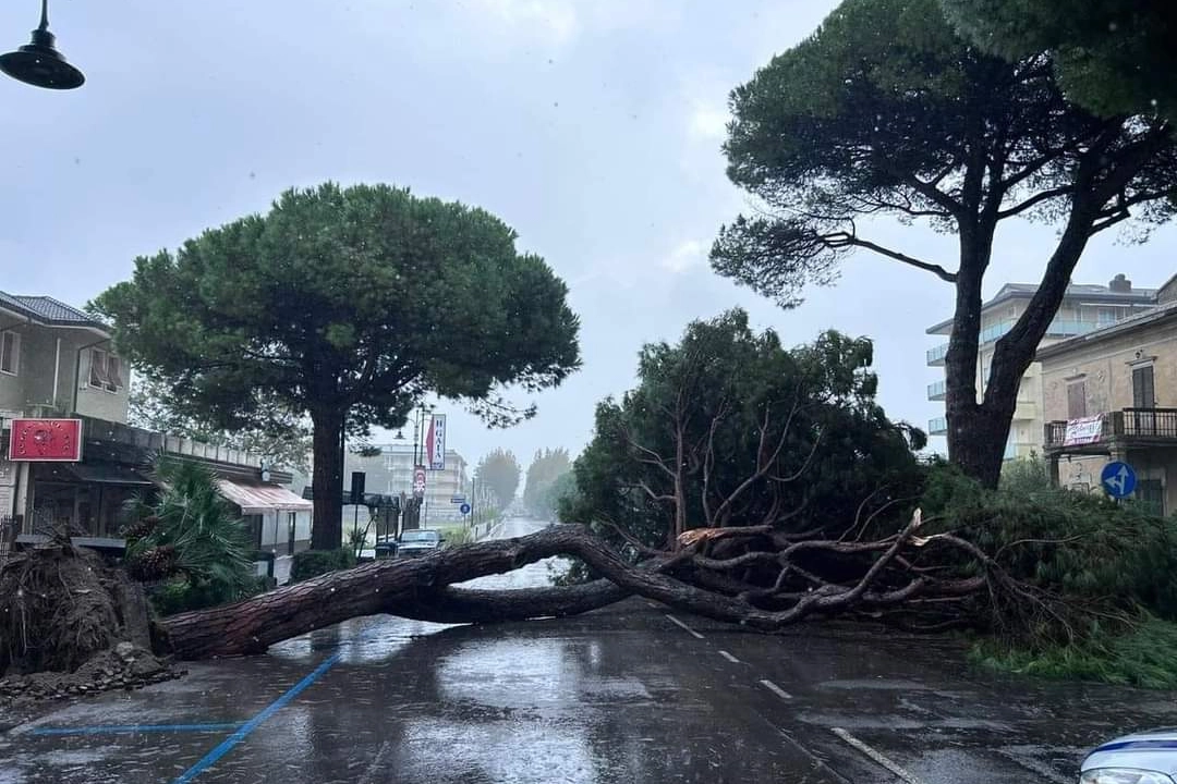 Un pino caduto in Viale Carducci a Cesenatico