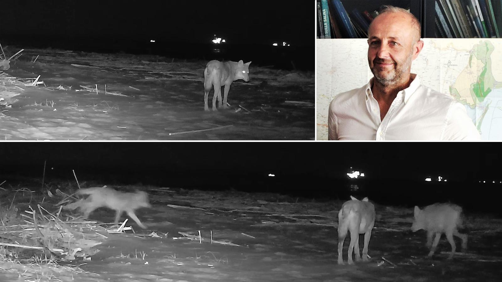 Due branchi di lupi fotografati nella spiaggia alla Foce del Bevano