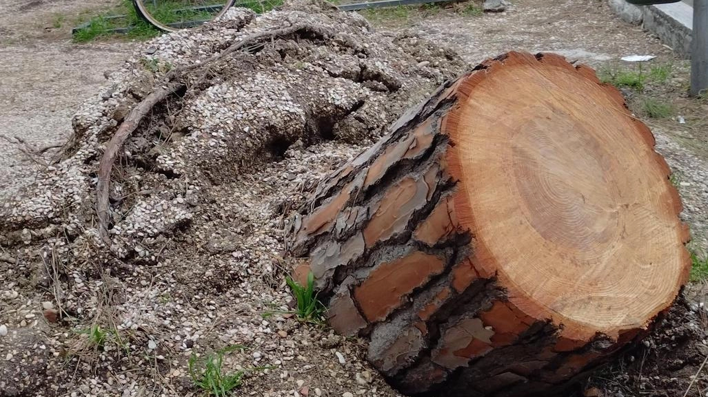 Ciò che resta dei tanti alberi tagliati nella pineta del Passetto dopo i danni del maltempo