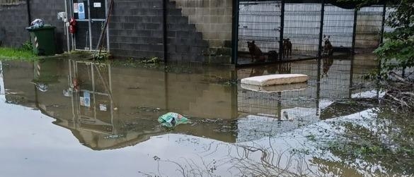 Canile e gattile sommersi: "Cibo e farmaci da buttare. Aiutateci a ricomprarli"