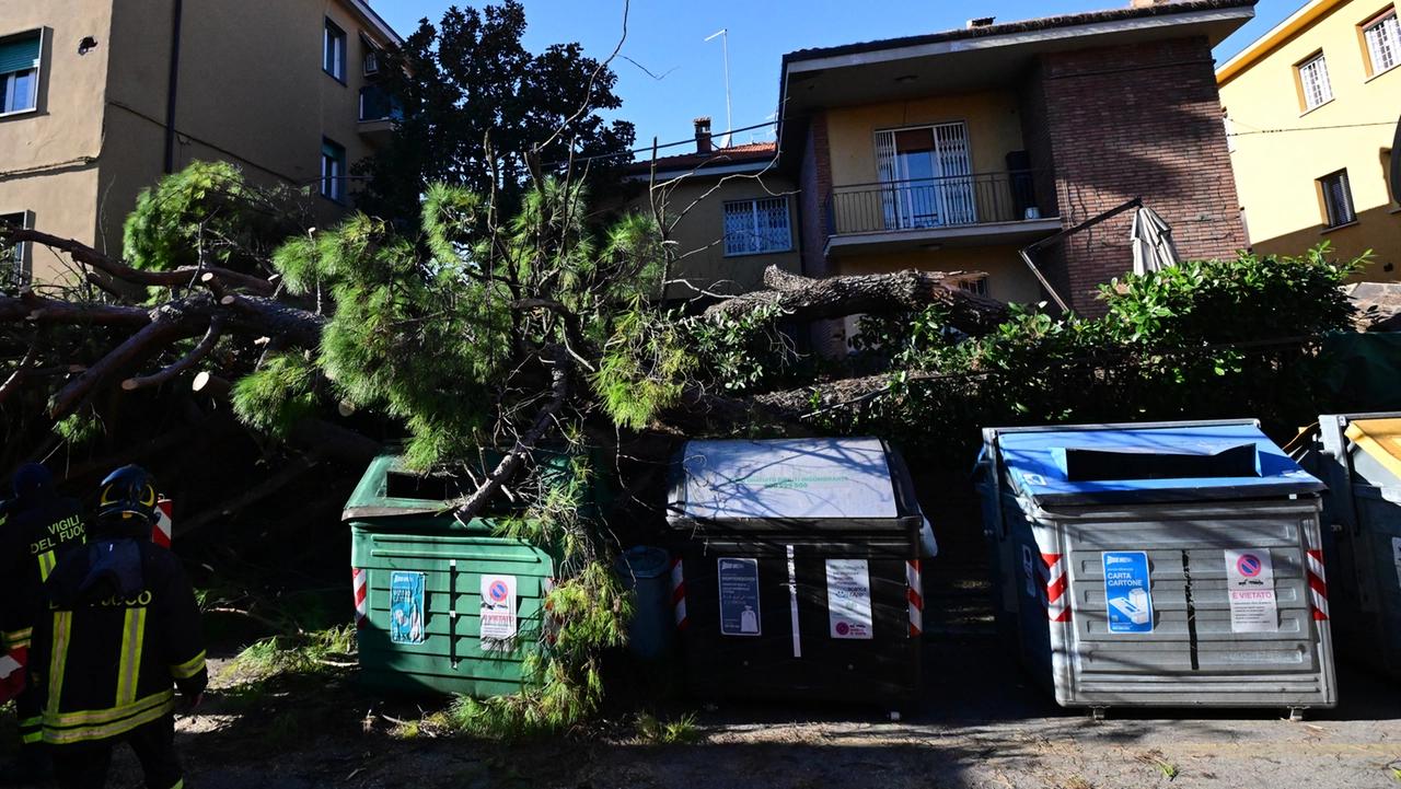 Albero caduto in via Bonafede in zona Mazzini (FotoSchicchi)