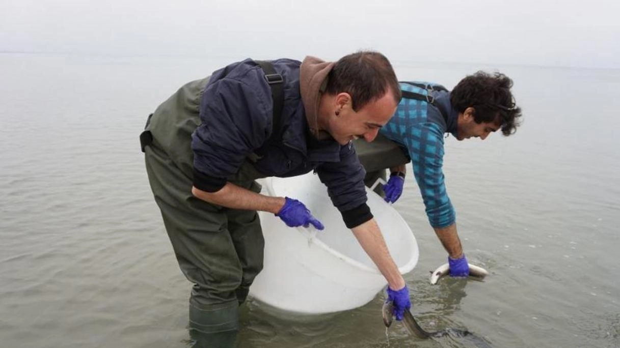 Un momento della liberazione delle anguille davanti alla spiaggia del lido di Spina, a Comacchio