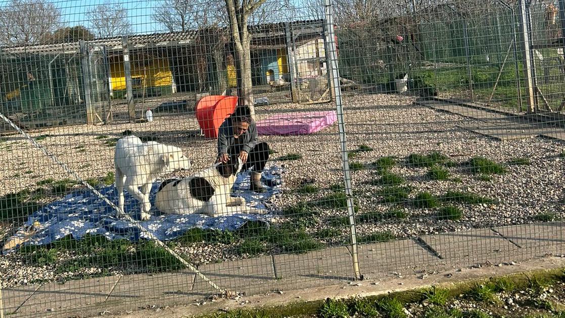 Lascia liberi di vagare i suoi 24 cani, donna viene morsa: scatta sequestro