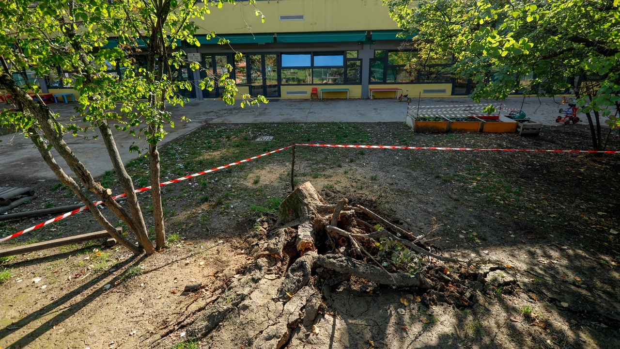 L'albero caduto nel giardino delle Gastone Rossi