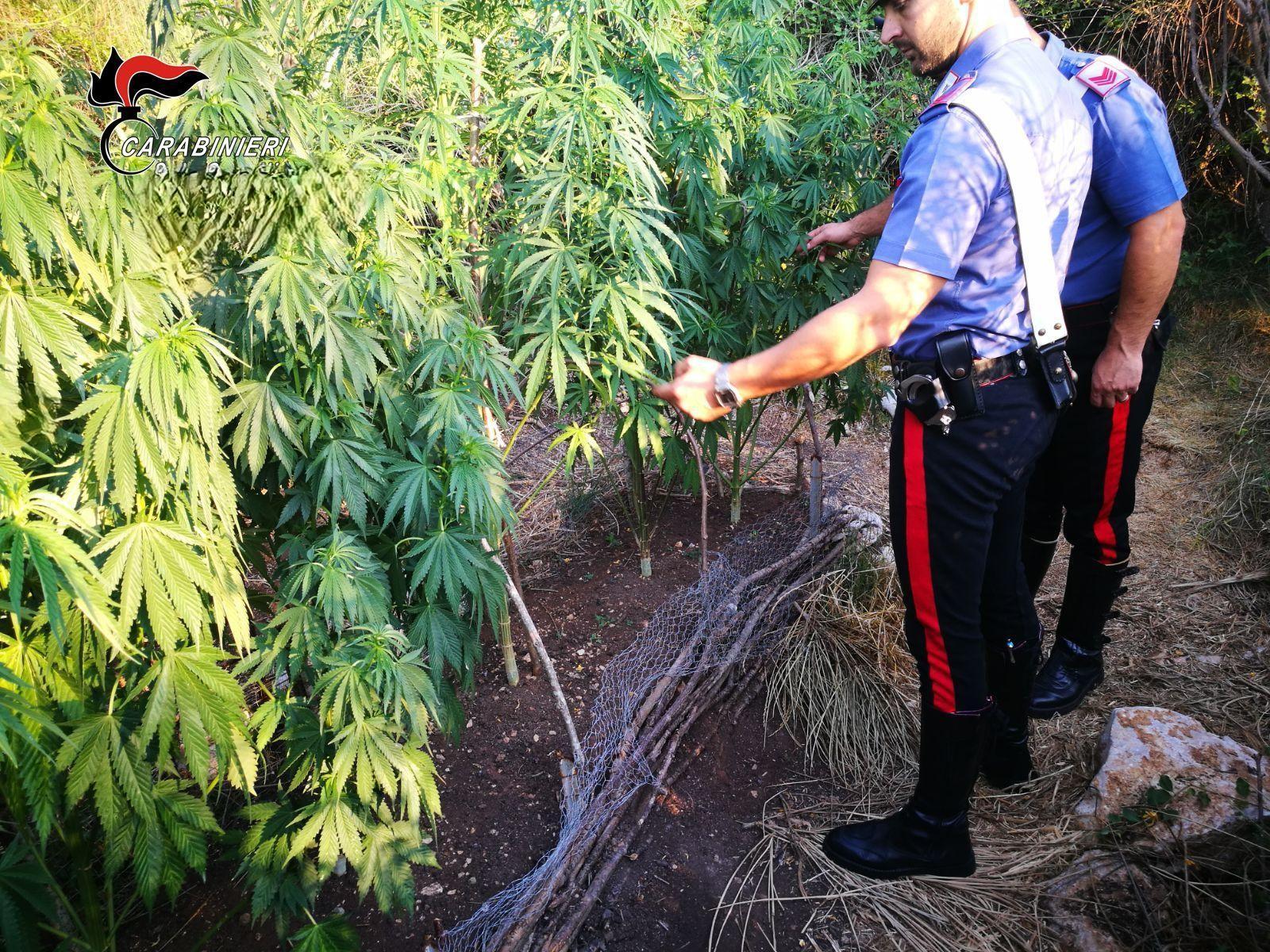 Droga invece del fondo agricolo: mamma e figlio condannati