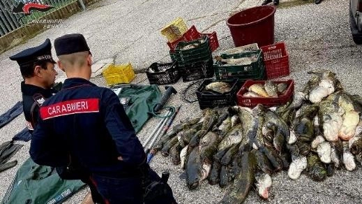 Alcuni dei. pesci recuperati dai carabinieri di Copparo e dai colleghi forestali durante i controlli lungo il Po