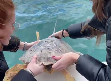 La tartaruga Thor riportata in mare dalla Fondazione cetacea