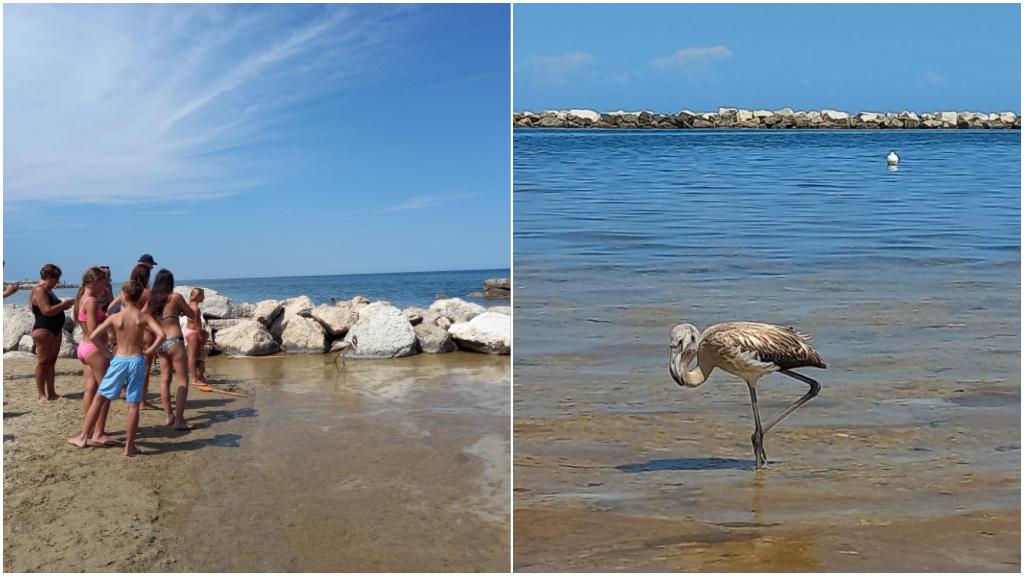 Un bellissimo fenicottero dà spettacolo nella spiaggia semideserta di levante a Pesaro: video