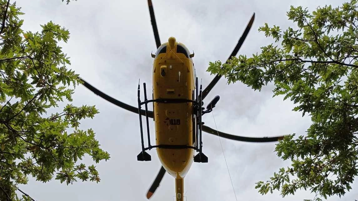 Fungaioli attaccati nel bosco da uno sciame di calabroni