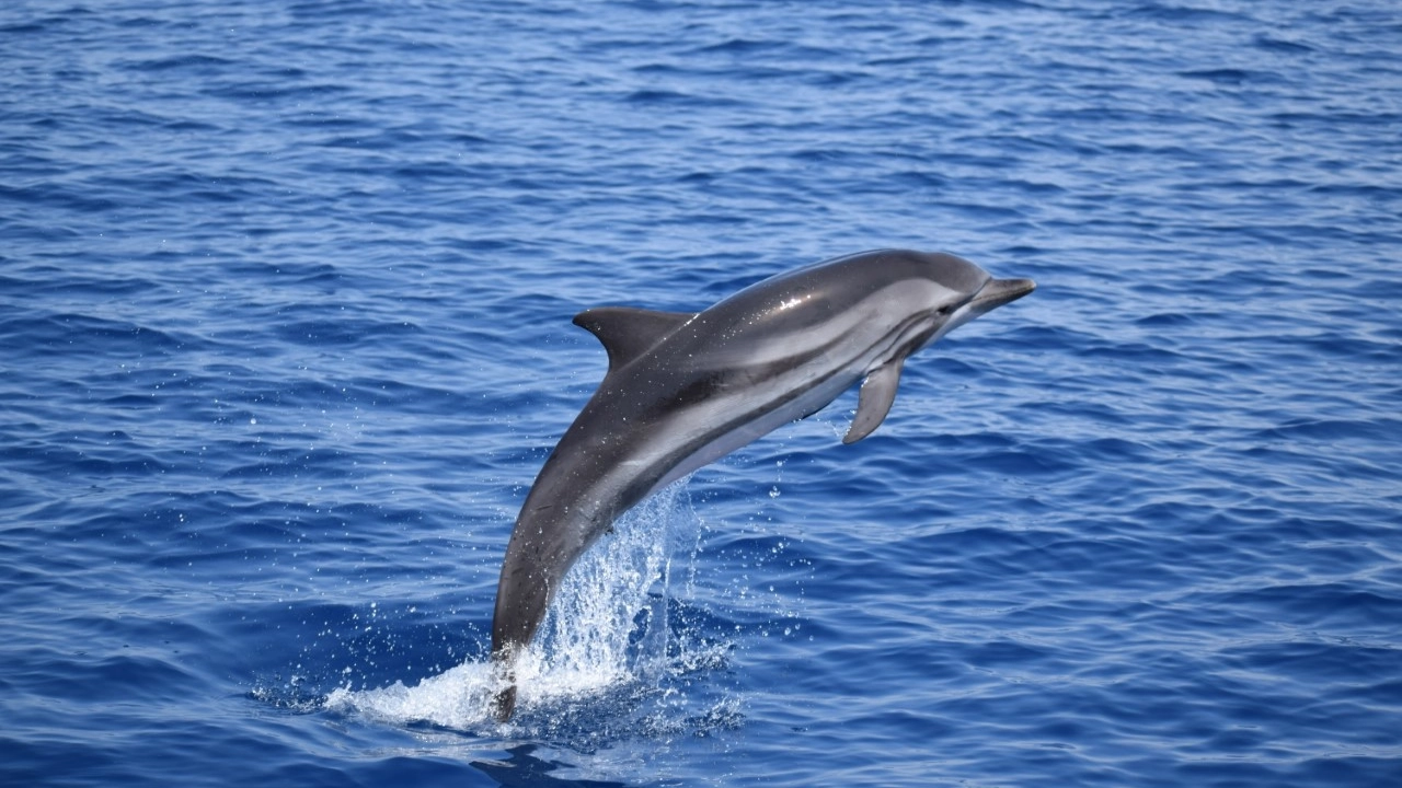 Porto Recanati, delfini avvistati in mare dalla spiaggia: lo spettacolo ha sorpreso i bagnanti (foto d'archivio)