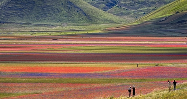 Fioritura di Castelluccio 2024 e l’esplosione di colori, quando andare: guida per chi arriva dalle Marche