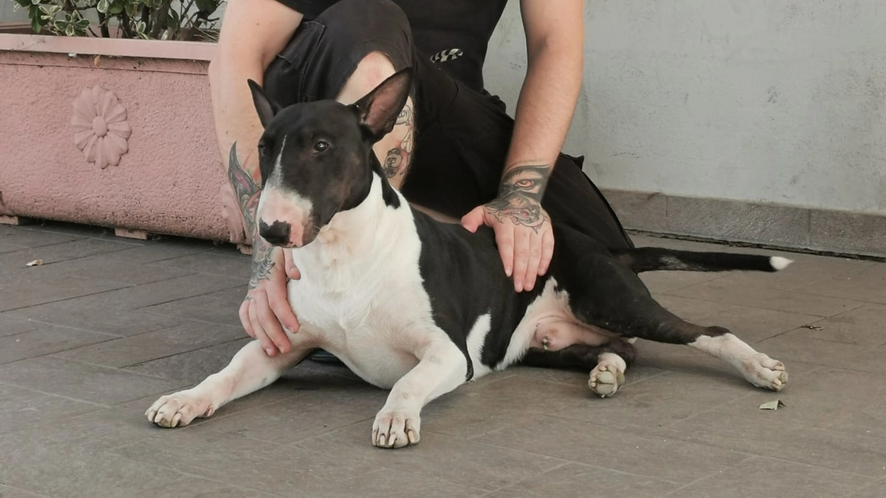 Il Bull Terrier Jason che ha dato l’allarme, abbracciato da Federico Scannavini di "Caffetteria 24"