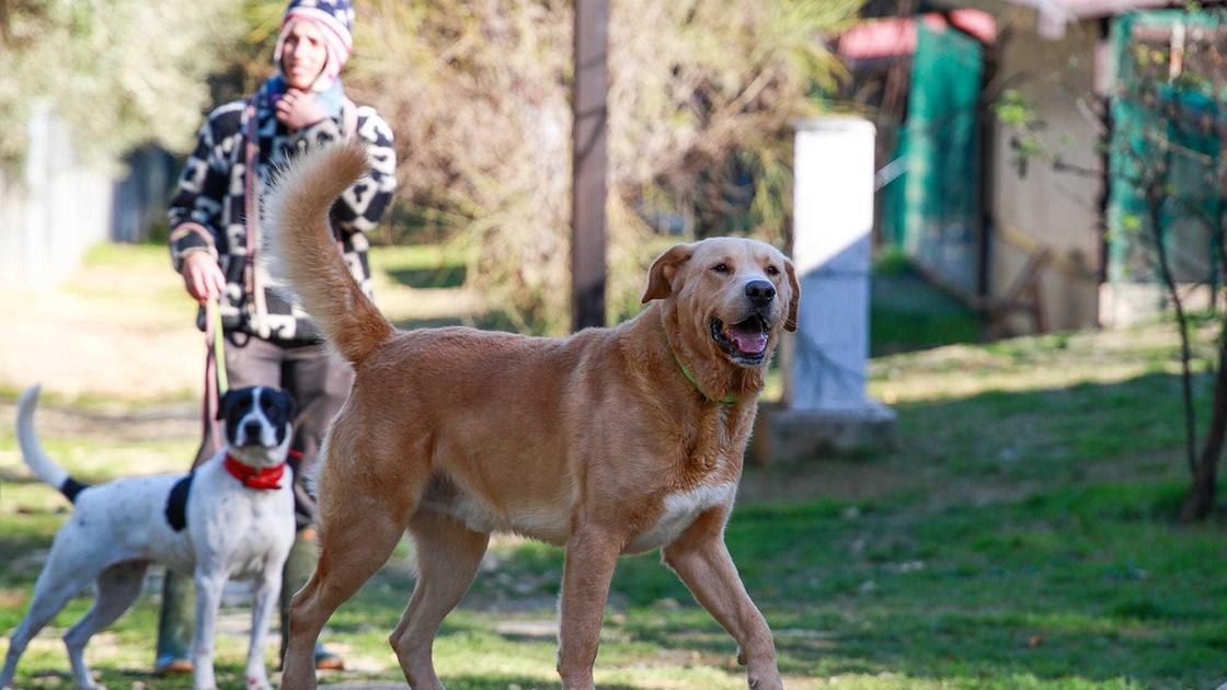 Contro l’abbandono di animali. L’oasi canina diventa realtà: "Così troviamo una casa per tutti"