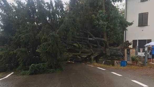 Un grosso cedro di un giardino privato crolla sulla strada