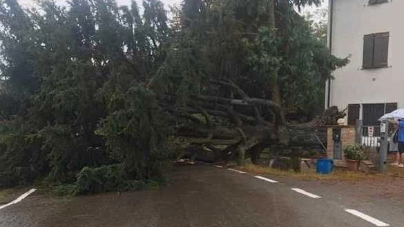 Un grosso cedro è caduto in via Lemizzone di Correggio, senza feriti ma con danni alla casa. Intervento di vigili del fuoco e protezione civile per rimuovere l'albero. Cause da accertare.