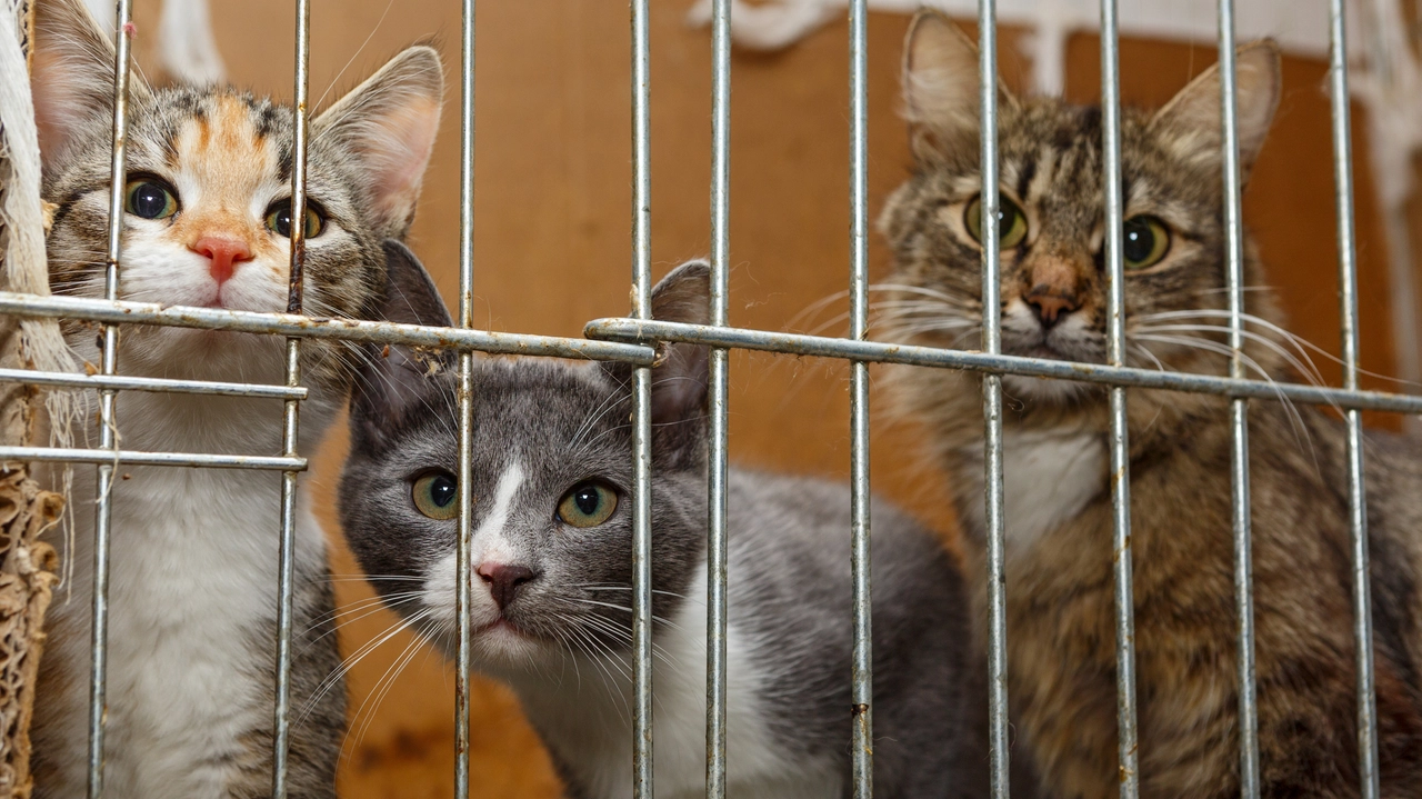 Il gattile comunale di Bologna riapre dopo l'epidemia di parvovirosi