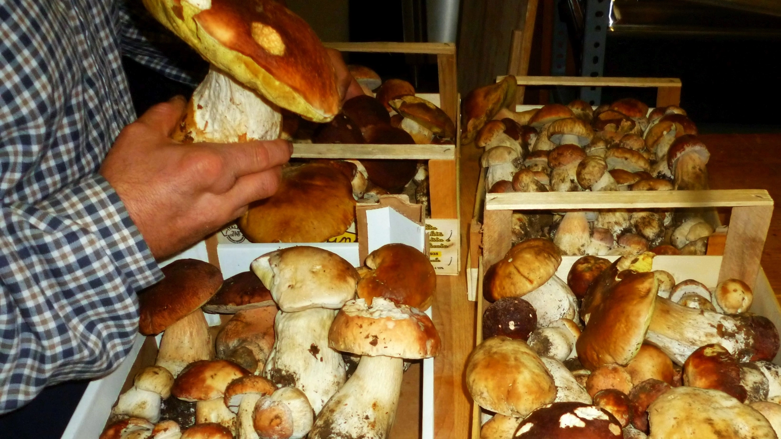 Abbondante la raccolta dei funghi porcini in Appennino: ora però è in corso la pausa di crescita, forse a causa della siccità