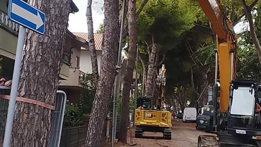 Cattolica, sopralluogo dei tecnici comunali a Mantova per scegliere frassini e aceri che saranno piantumati dopo il taglio dei pini