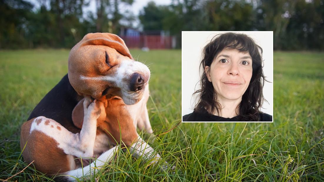 Il veterinario UniBo risponde: pulce, zecche e altri parassiti in cani e gatti: che fare?