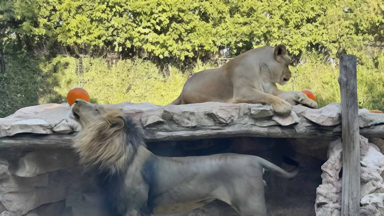 C’è ‘Caccia alla zucca’ e ‘Halloween allo zoo’