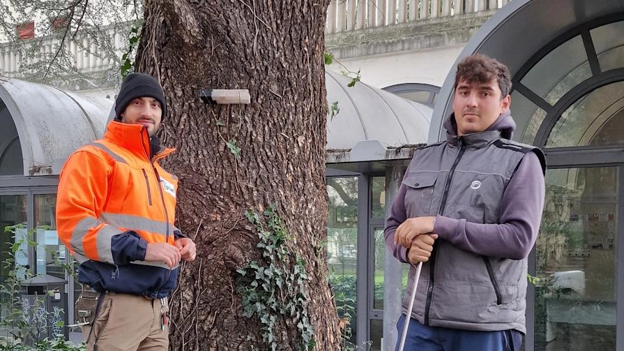 Controlli sugli alberi in piazza Pace