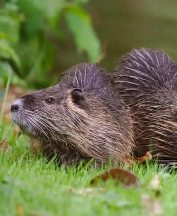 Allarme nutrie a Ferrara, Visotti (Coldiretti): “Sparare dalle barche? Benissimo”