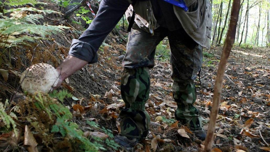 Cerca i funghi, trova 50mila euro di cocaina