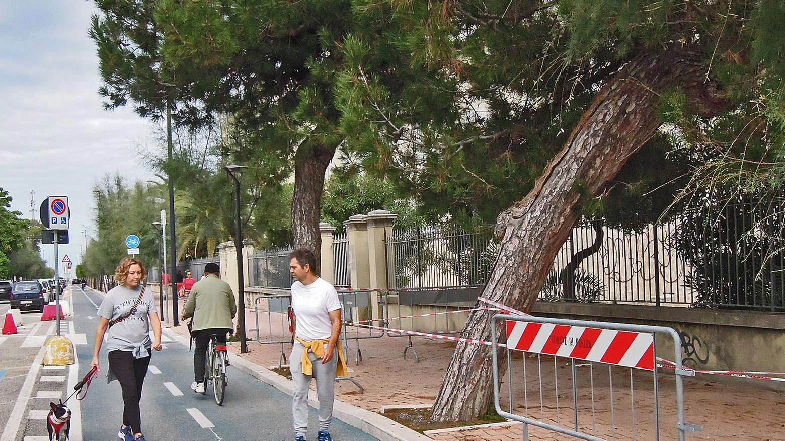 L'albero pericolante di Viale Trieste