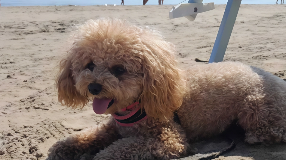 Gli stabilimenti aprono ai cani: dieci Dog Beach
