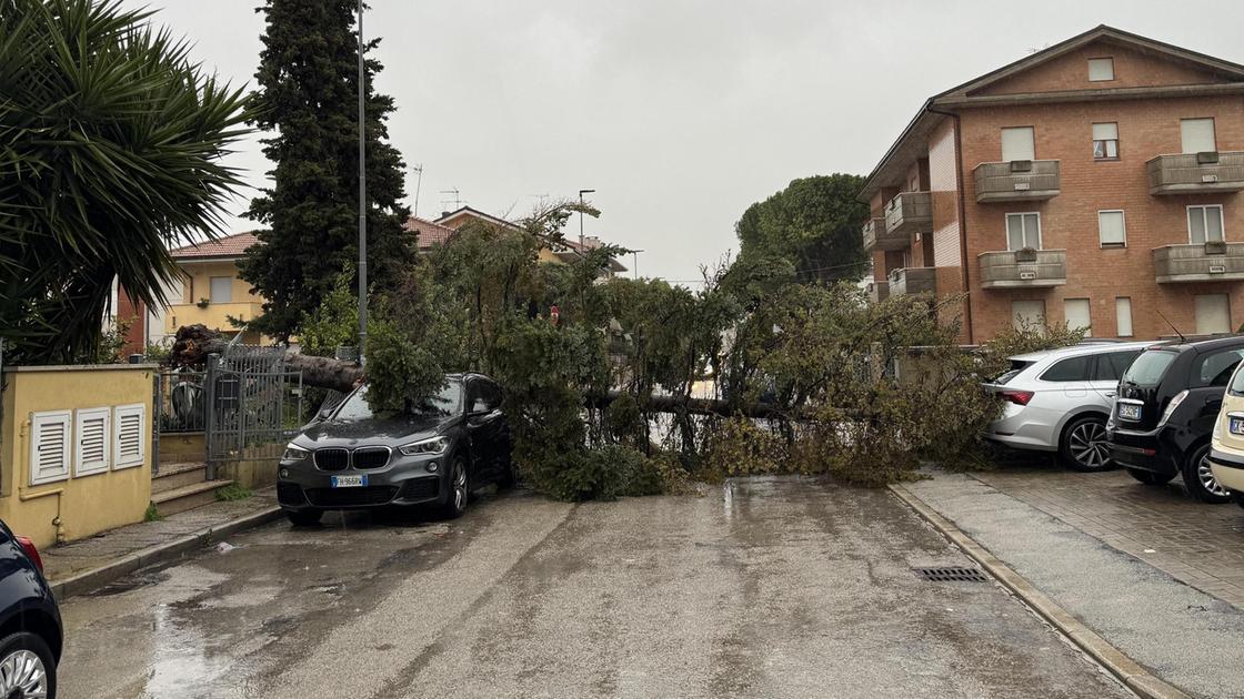 Maltempo, rami e alberi caduti. Il conto per le casse del Comune