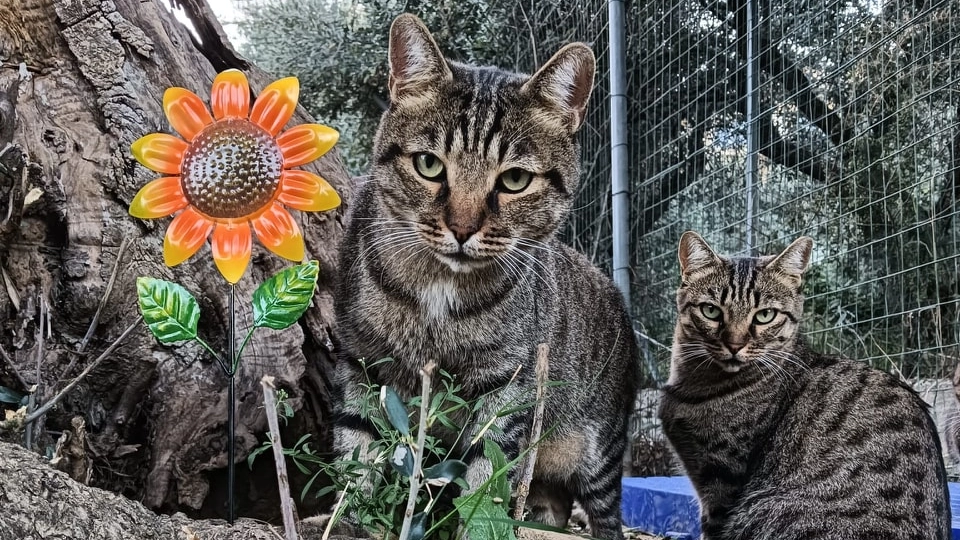 I gatti del Marino e di fianco una volontaria de L’Amico Fedele