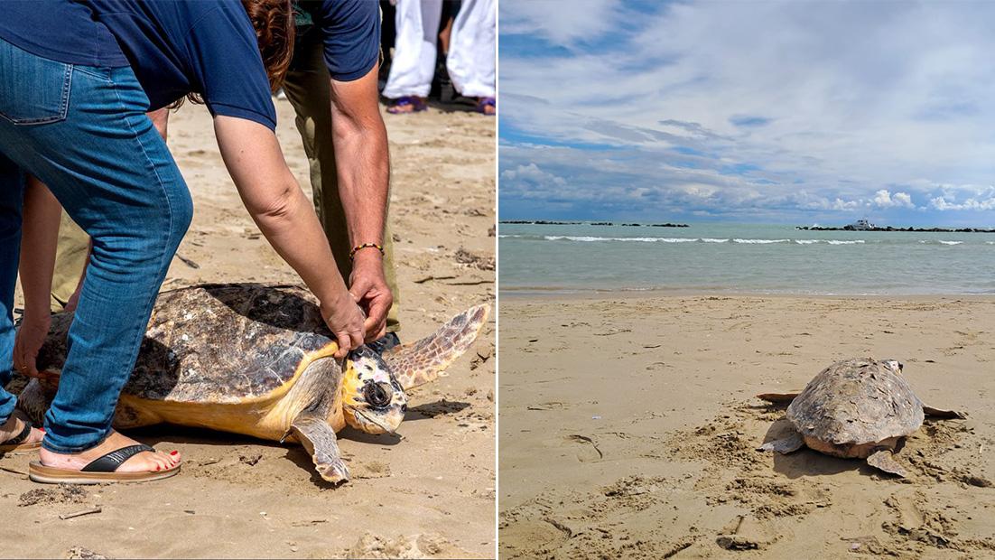 La tartaruga Valentina torna in mare, folla in spiaggia per festeggiare