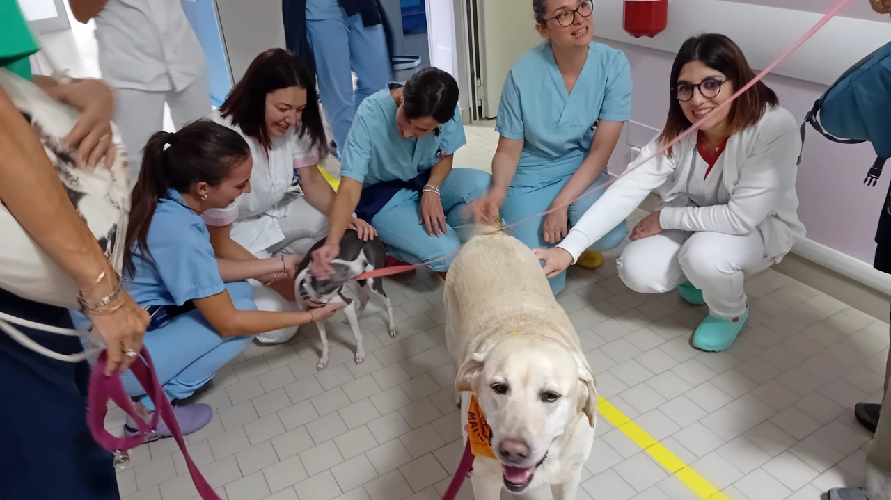 Quattro cani e un gatto nel reparto di ginecologia oncologica dell'Ospedale Morgagni-Pierantoni di Forlì. Foto di Loto Odv