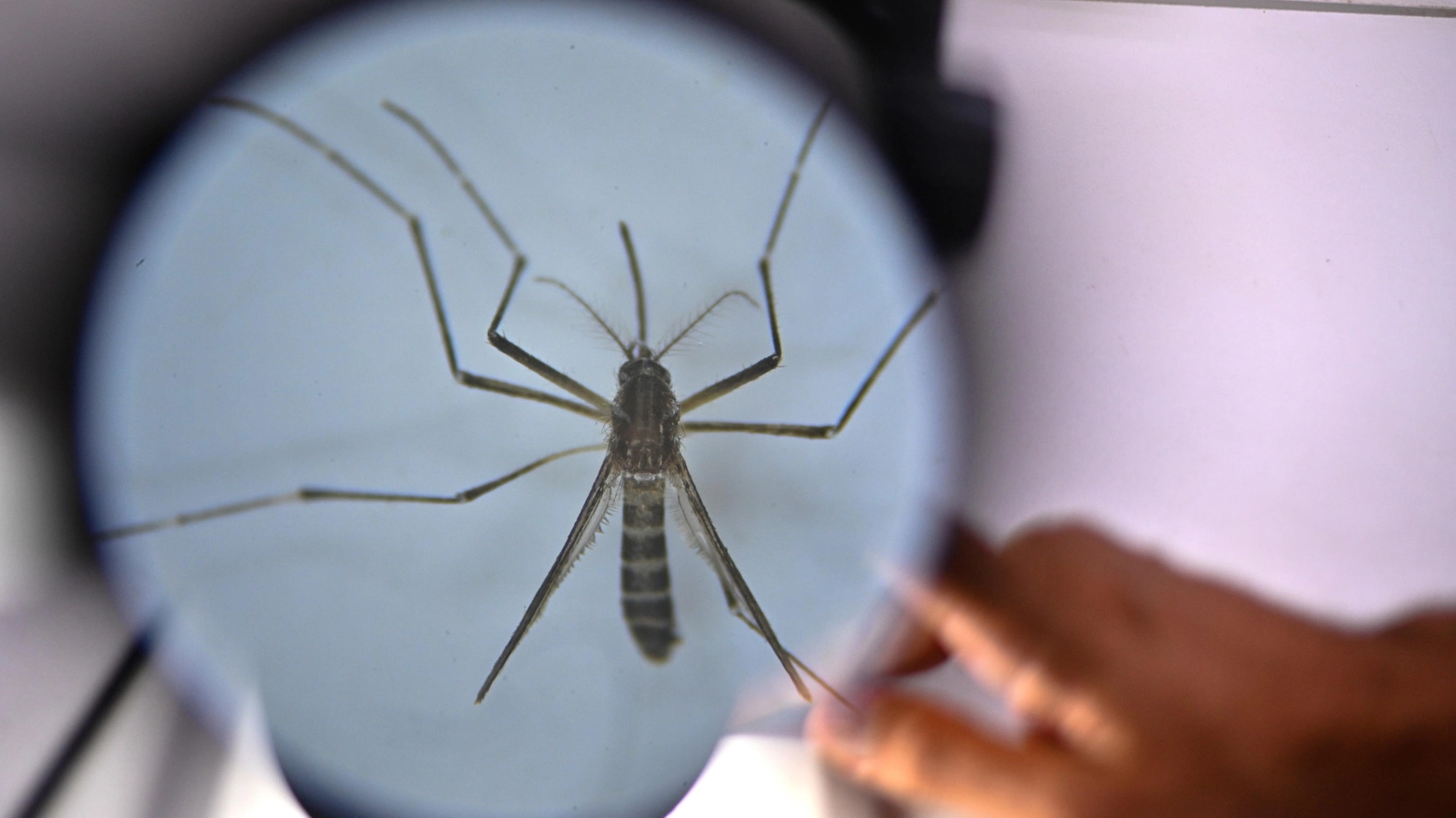 Primo caso di dengue anche in Polesine
