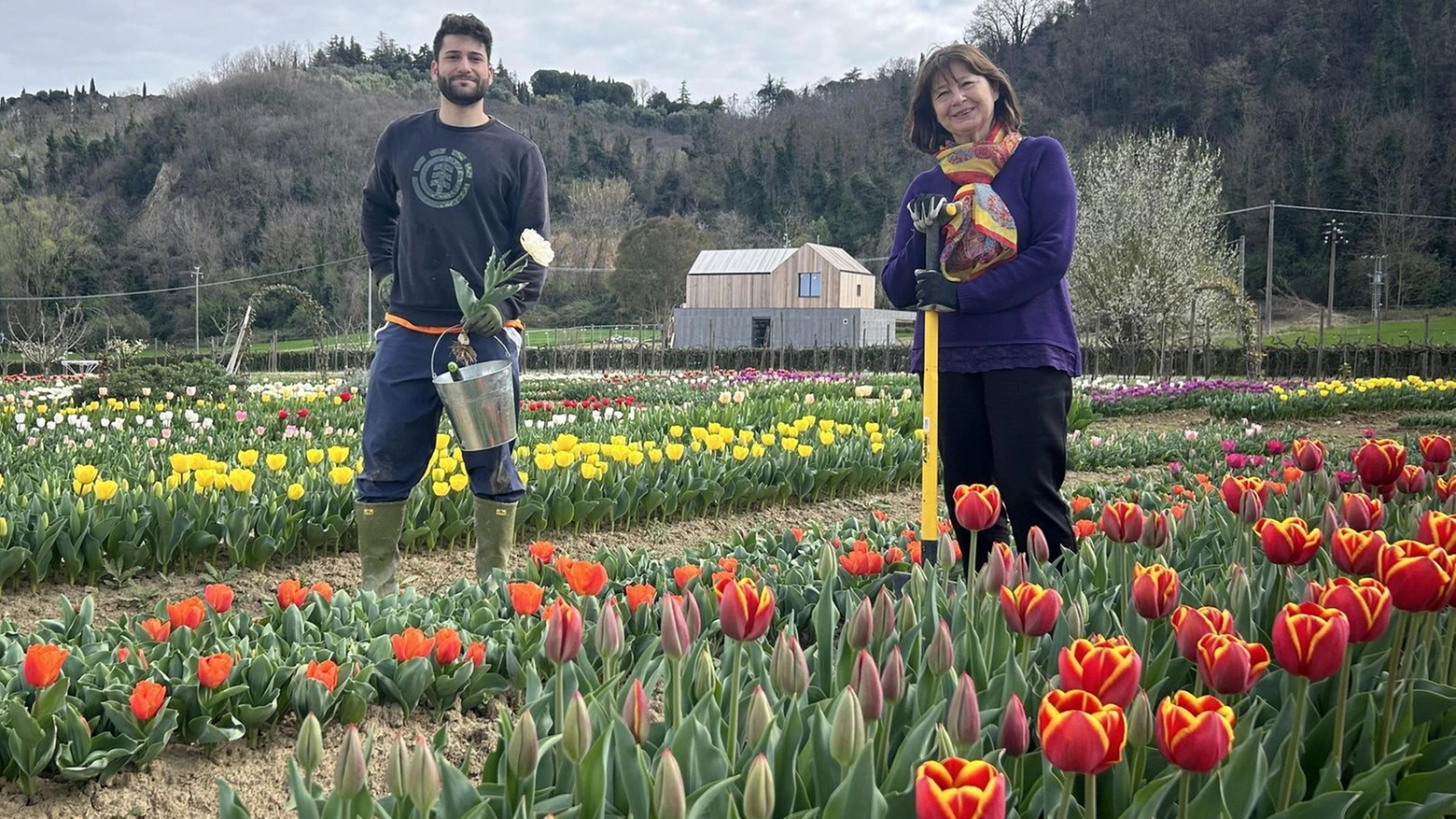 Voglia di tulipani a primavera. La raccolta dei fiori colorati  ad Agraria e al casale Cappelli